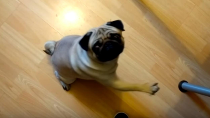 Illustration for article titled Condenan por un delito de odio a un youtuber que enseñó al perro de su novia a hacer el saludo nazi